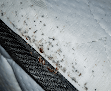 Negocio A1 Bed Bug Exterminator
