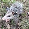 Negocio American Insulation & Rodent Solutions Inc