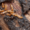 Negocio St. Petersburg Termite And Pest Control