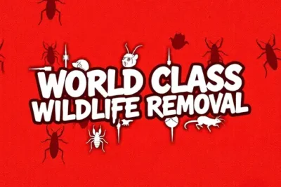 World Class Wildlife Removal & Rodent Remediation