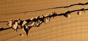 termite damage signs